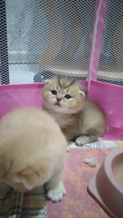 Золотистый шиншила