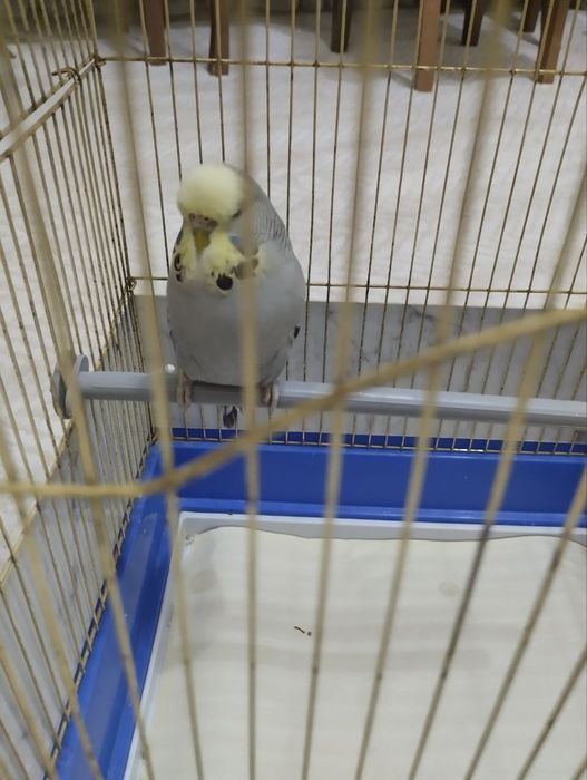 Попугаи Андуки  самка