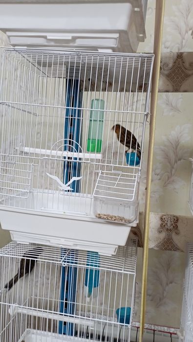 Канарейка .Тайер сайраб турган