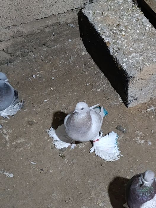 Голубей гребля тяга