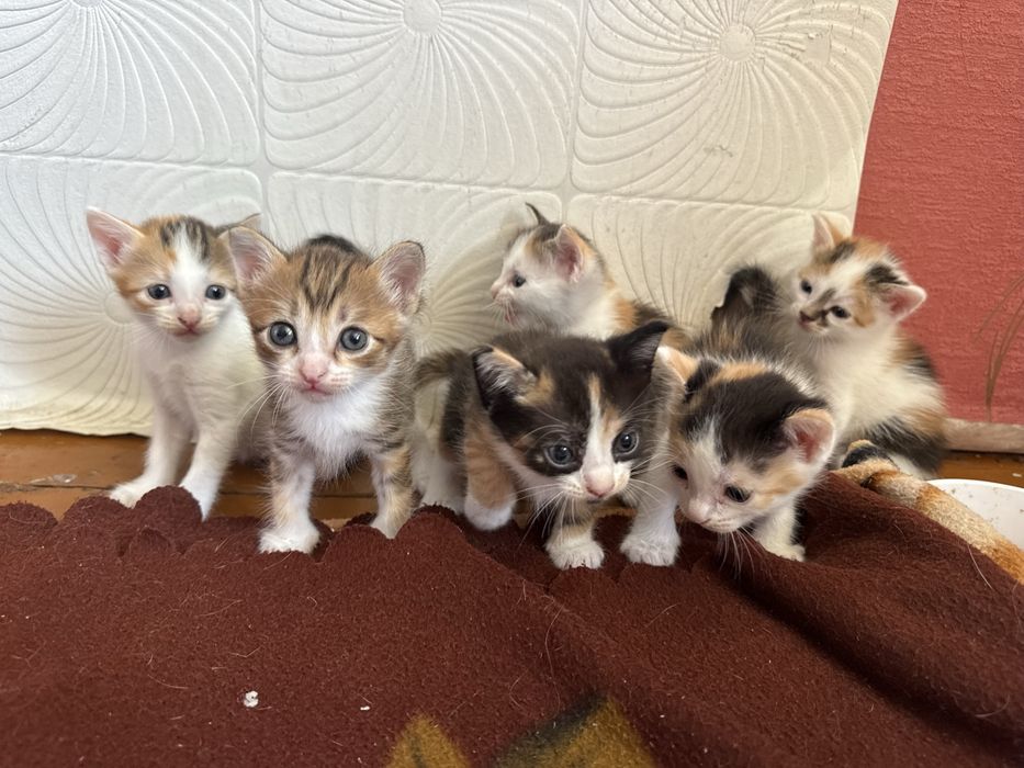 Котята в добрые руки