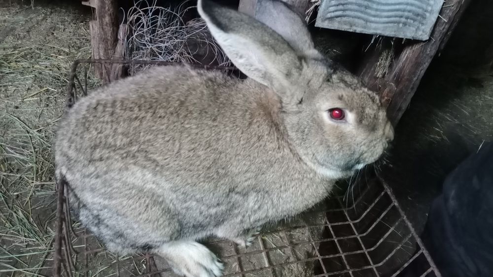 Продам кроликов,два самца