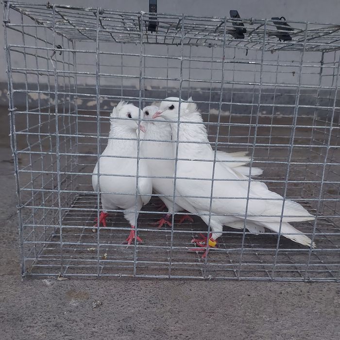 Бели чубати бровястые 2пара