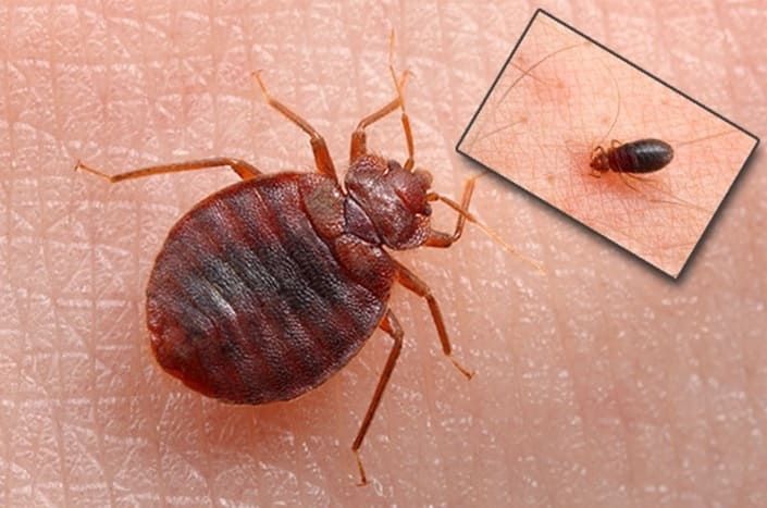 Dezinfeksiya xizmati Klopa 24/7