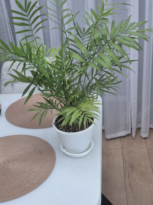 Продам комнатные цветы.