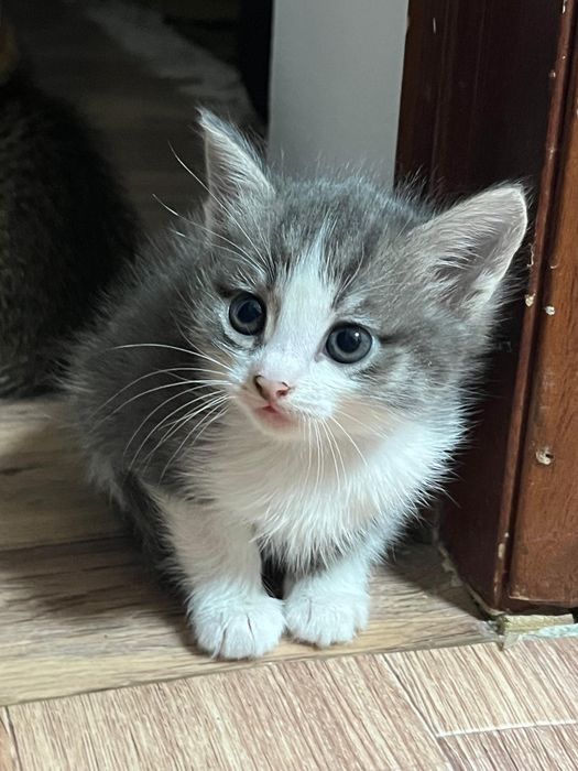 Отдаю котят в добрые руки