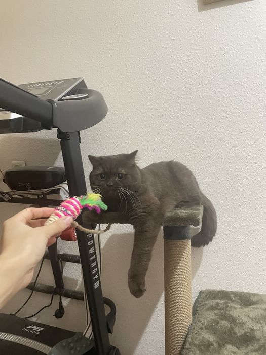 Кот на вязку!/ Nasl olish uchun