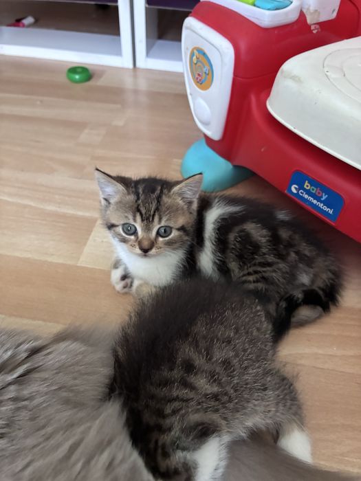Подарявам котета