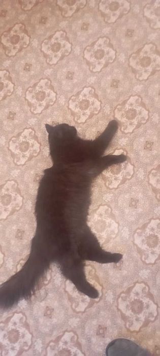 Отдам милую кошку