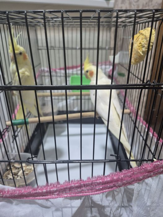 Попугаи корела пара  продаётся