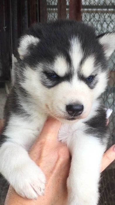 Голубоглазый красавец хаски из питомника