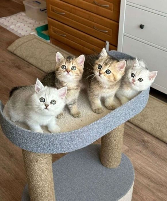 Шиншила самец опытный, вязка!