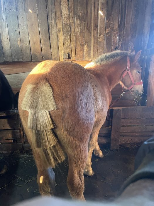 Manză blonda de vanzare