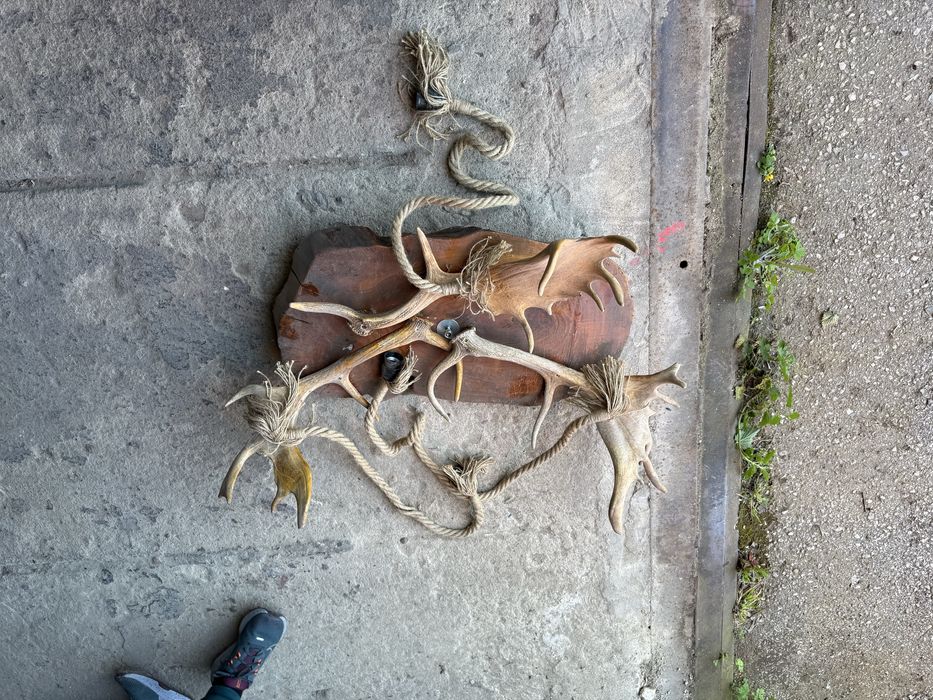 Полилей от естествени еленски рога (лопатар)