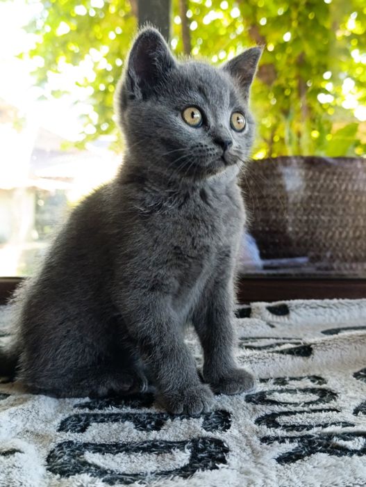 Băiețel British shorthair