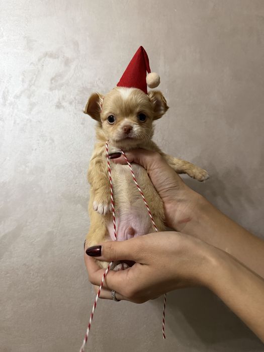 Продается щенок чехуахуа