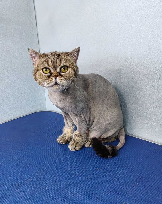 Стрижки животных