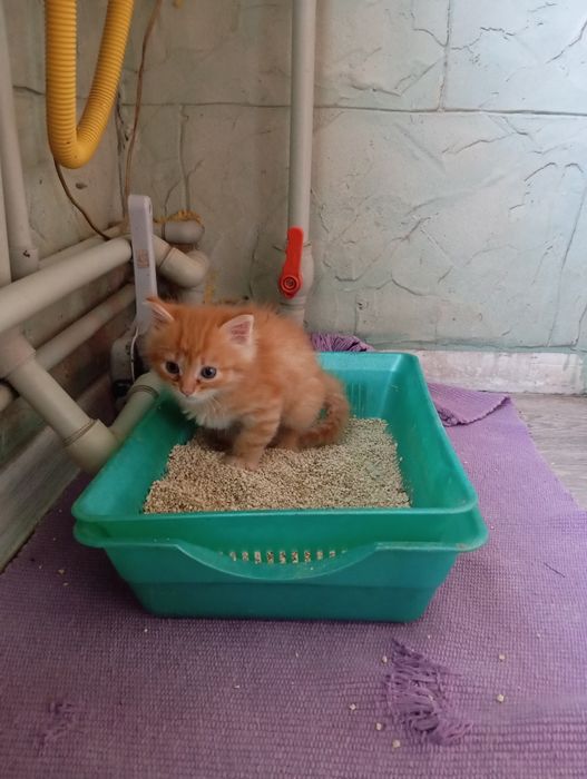 Отдам в добрые рруки