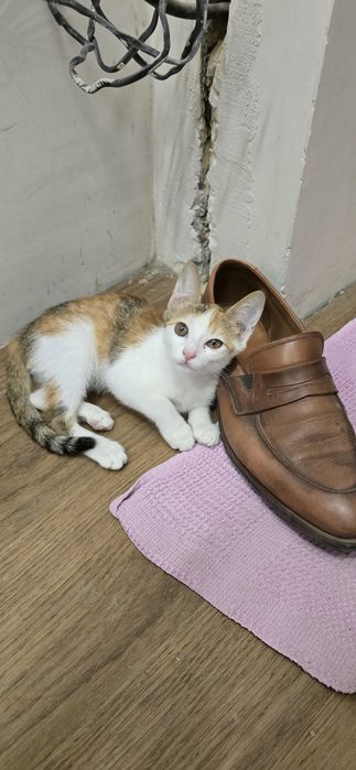 Отдам в хорошие руки котёнка