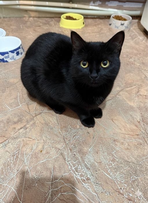 Пристраивается кошка, 1 год, стерилизована