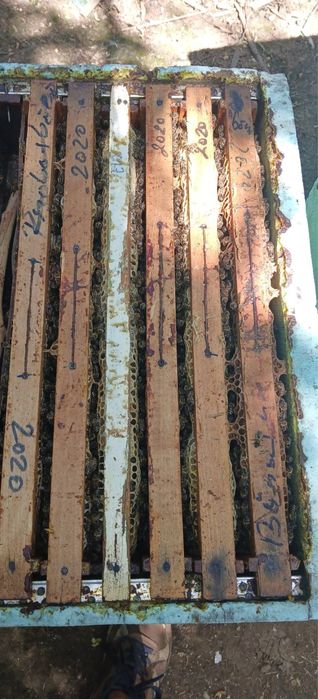 10–12 roi de albine pe 5–6 rame STAS