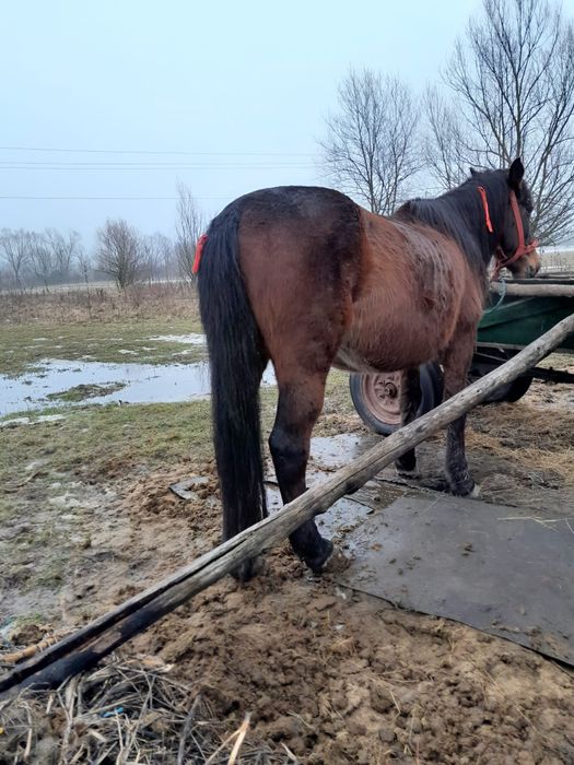 Vand cal 8 ani foarte cuminte