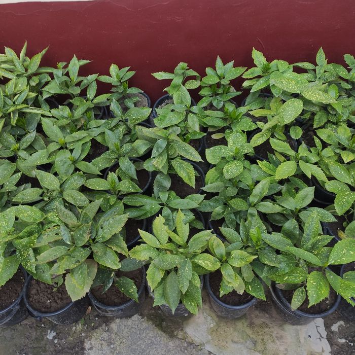 В наличии есть Аукуба (золотое дерево)