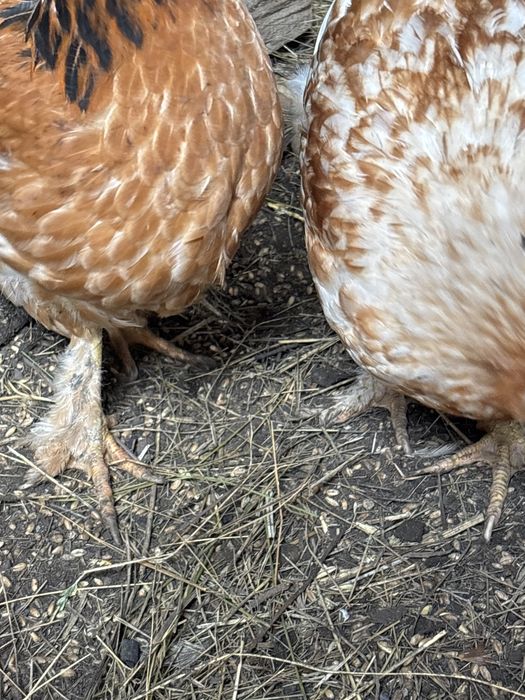 Циплята подрошие 3месеца