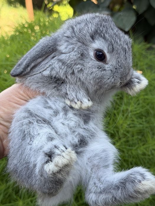 сплинт карлик splint karlik quyon hikol