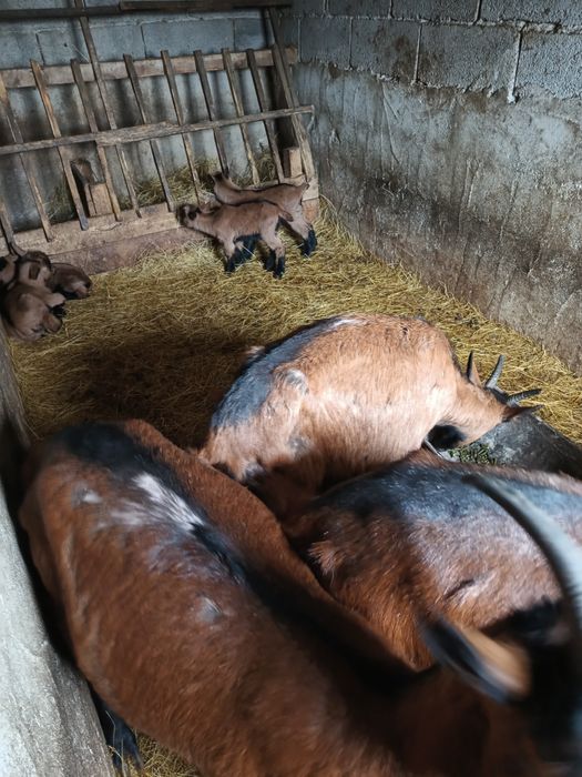 Iezi  doar masculi Alpina franceza