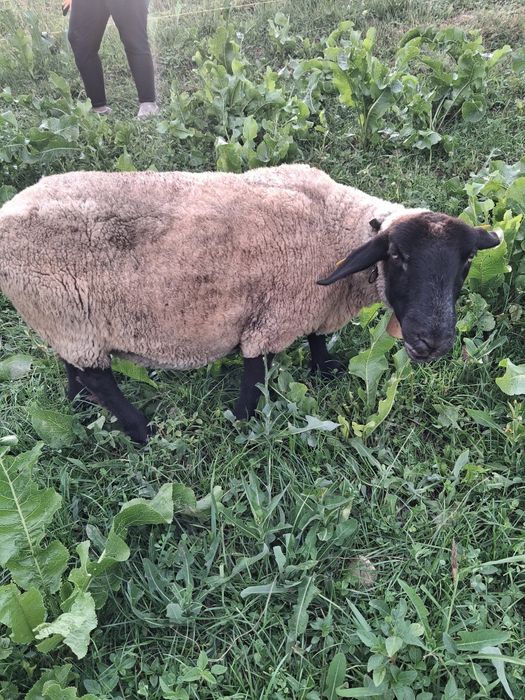 Oaie suffolk + un berbecut si o mieluta de 5 luni de vanzare