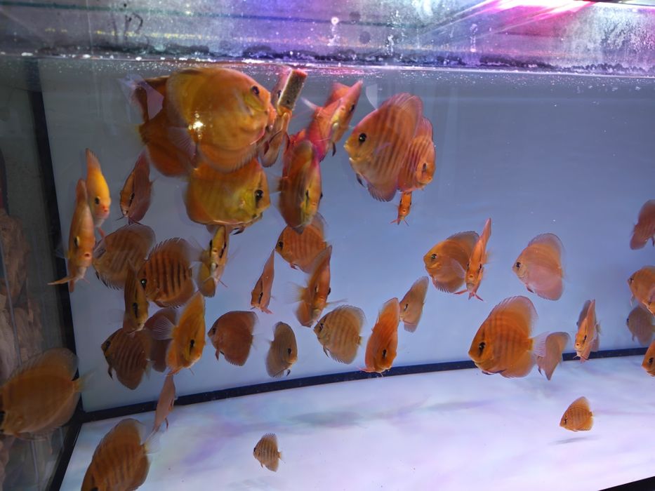 Дискуси-малки риби.