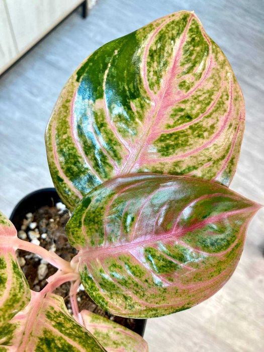 Сортовая аглаонема Pink Siam Perfect (Таиланд)