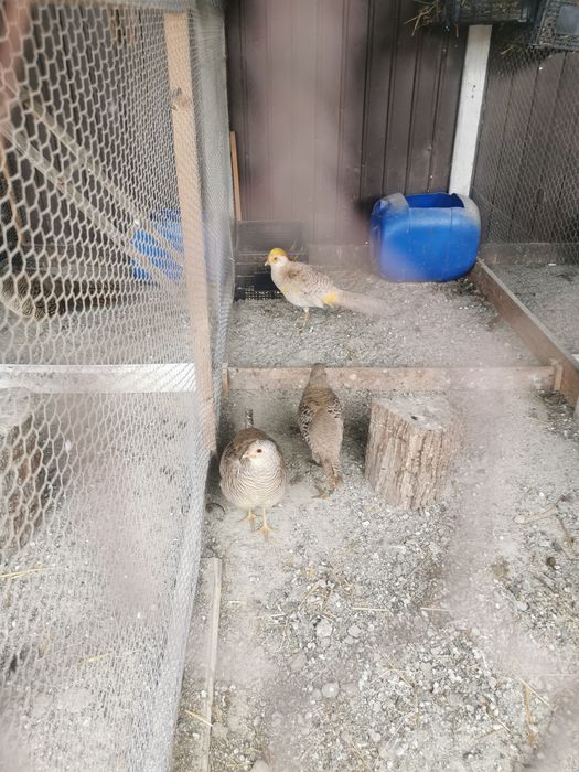Fazani auriu pe rosu și galben