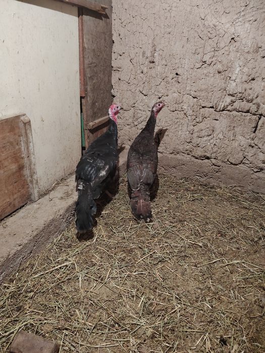 Kurka bitta erke bitta urgochi