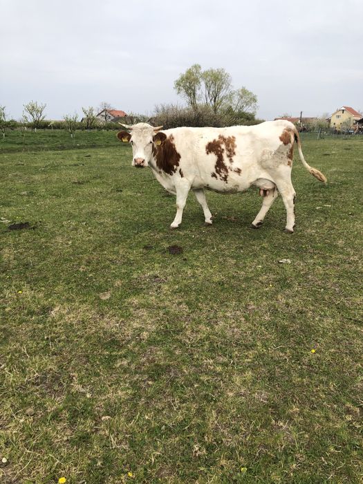 De vânzare 3 vaci bălțate