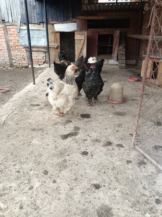 Vând  ouă găină și rată