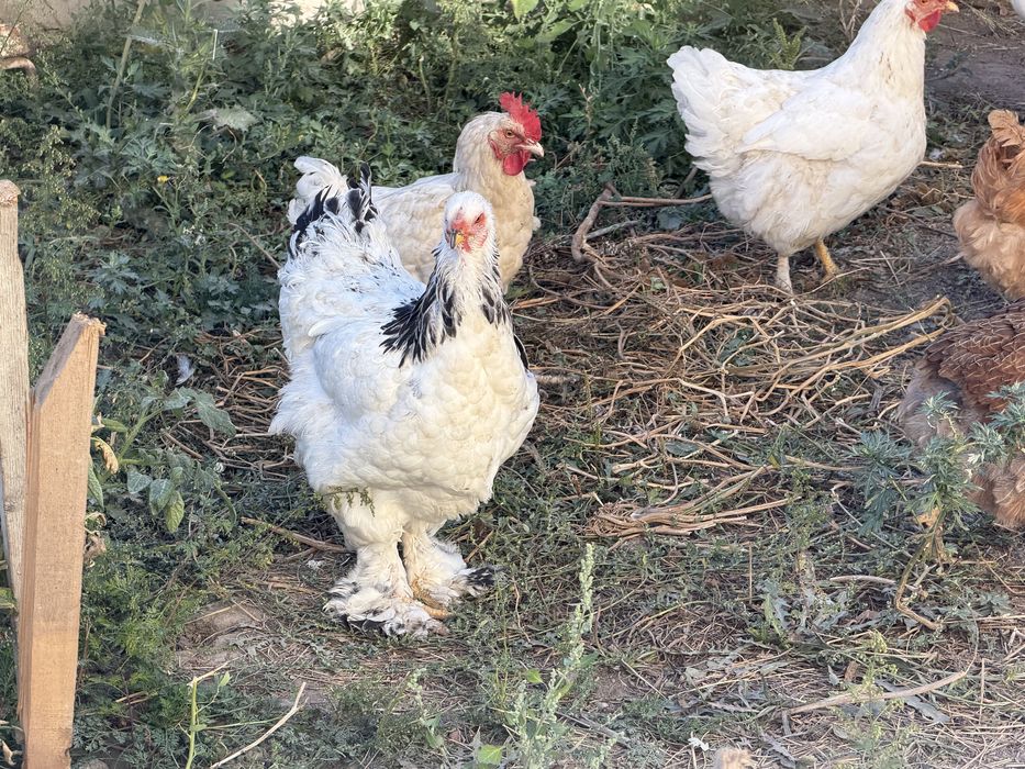 Куры домашние  продам