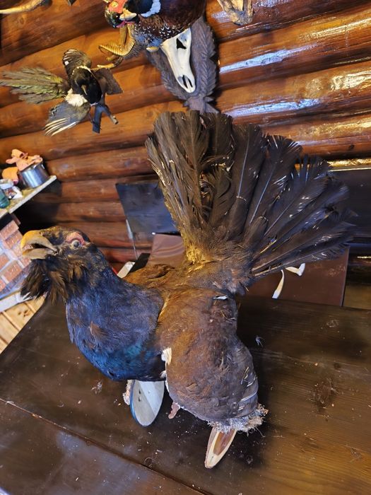 Cocos de munte naturalizat