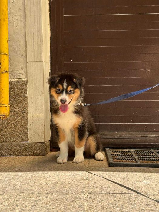 Pui catel ciobanesc australian de vanzare