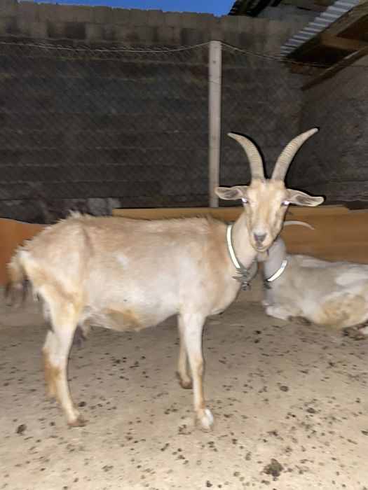 Ешкі сатылады 2ші тума