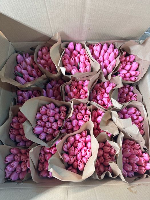 Продаём Тюльпаны