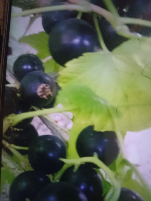 Саженцы чёрной смородины