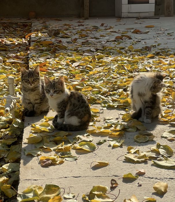 Домашние котята в добрые руки