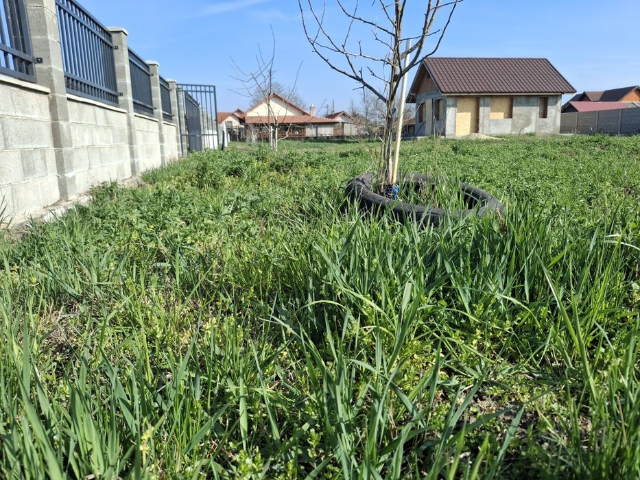 Vand  teren ingradit pentru casa 703 mp