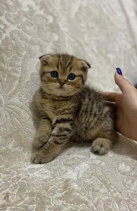 Мальчики и девочки в плюшевых шубких 1.5 мес
