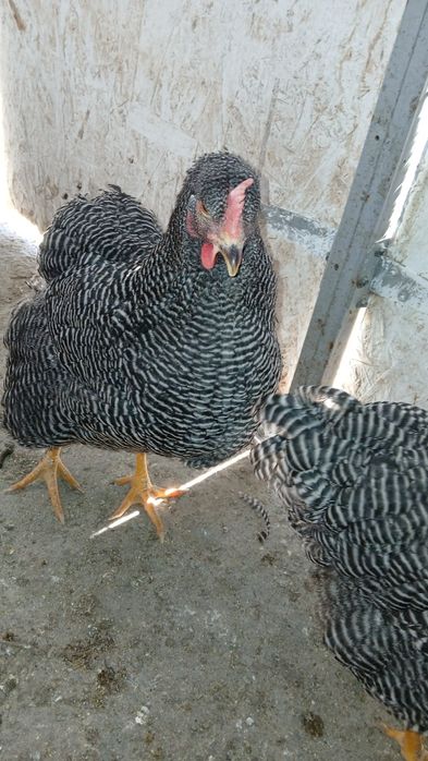 Vind familie plymont rok barat