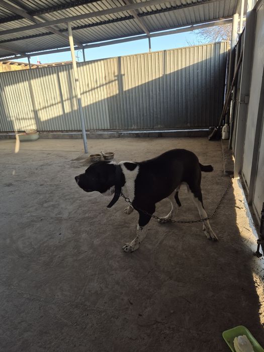 6 айлық алабай сатылады