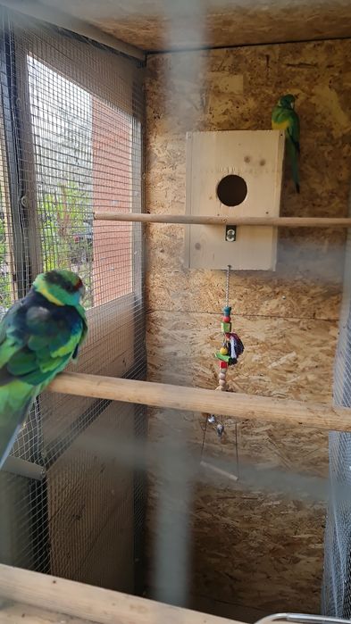 Papagali pereche Bernardius