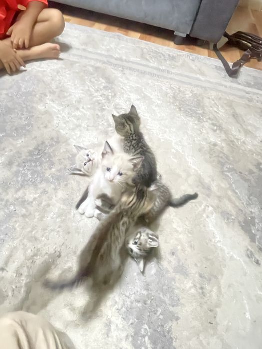 Котята в добрые руки